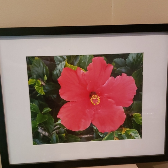 Framed flower print - Picture 2 of 2